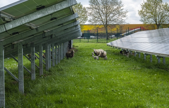 Schafe unter Solarpark