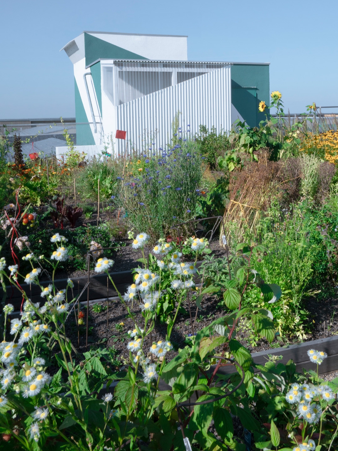 Dachbegrünung auf dem Merhfamilienhaus der Kooperative Grossstadt eG